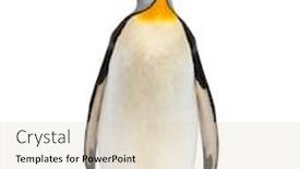  Presentation with king - Presentation design enhanced with king-penguin-looking-up-isolated background and a lemonade colored foreground