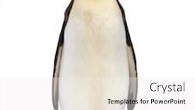  Presentation with king - Slide set enhanced with king-penguin-standing-and-staring background and a white colored foreground