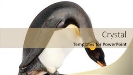  Presentation with king - Beautiful presentation featuring king-penguin-standing-in-front backdrop and a coral colored foreground