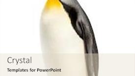  Presentation with king - Theme with king-penguin-standing-in-front background and a lemonade colored foreground