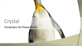  Presentation with king - Presentation design with king-penguin-standing-in-front background and a white colored foreground