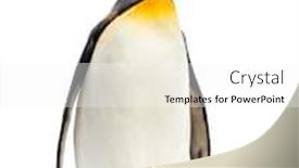  Presentation with king - Slide deck consisting of king-penguin-standing-in-front background and a white colored foreground