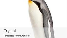  Presentation with king - Audience pleasing PPT layouts consisting of king-penguin-standing-in-front backdrop and a white colored foreground