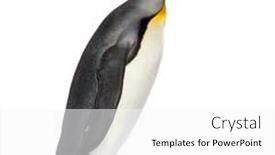  Presentation with king - Presentation theme consisting of king-penguin-standing-in-front background and a white colored foreground