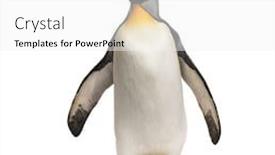  Presentation with king - PPT theme having king-penguin-standing-isoletd background and a white colored foreground