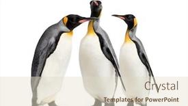  Presentation with king - Presentation theme with king-penguins-walking background and a lemonade colored foreground