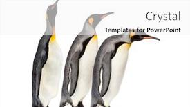  Presentation with king - Cool new PPT theme with king-penguins-walking backdrop and a white colored foreground