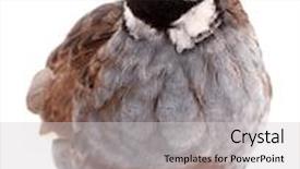  Presentation with quail - Slide set with king quail isolated on white background background and a light gray colored foreground