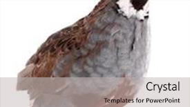  Presentation with quail - Audience pleasing slide set consisting of covey - king quail isolated on white backdrop and a light gray colored foreground