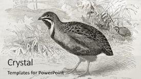  Presentation with quail - Beautiful presentation featuring king quail old illustration coturnix chinensis created by kretschmer and wendt published on merveilles de la nature bailliere et fils paris ca 1878 backdrop and a light gray colored foreground