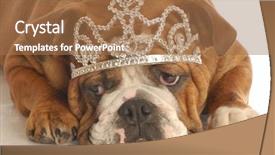  Presentation with study english abroad - PPT theme having king queen - english bulldog wearing diamond studded background and a coral colored foreground