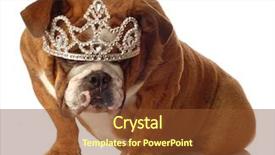  Presentation with king crown - Amazing slides having king queen - english bulldog wearing princess crown backdrop and a tawny brown colored foreground
