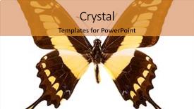  Presentation with tamil king - Theme consisting of king swallowtail papilio thoas butterfly background and a gold colored foreground