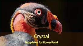  Presentation with papa noel - Cool new theme with king vulture sarcoramphus papa - portrait backdrop and a wine colored foreground