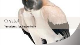  Presentation with king - Slides featuring king-vulture-sarcoramphus-papa-10 background and a lemonade colored foreground