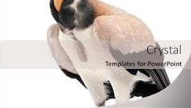  Presentation with king - Cool new presentation theme with king-vulture-sarcoramphus-papa-10 backdrop and a lemonade colored foreground