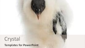  Presentation with king - Slide deck consisting of king-vulture-sarcoramphus-papa-3 background and a soft green colored foreground