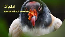  Presentation with king - Amazing slides having king vulture sarcoramphus papa backdrop and a tawny brown colored foreground