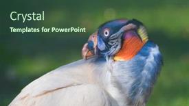 Presentation with king - Beautiful slide deck featuring king-vulture-sarcorhamphus-papa-portrait backdrop and a tawny brown colored foreground