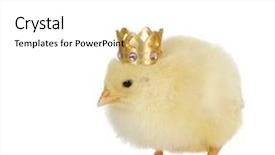  Presentation with chick - Audience pleasing slide deck consisting of animal kingdom - newborn chick wearing crown backdrop and a  colored foreground