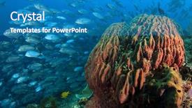  Presentation with tuna fish underwater in ocean - Cool new slide set with kingfisher - coral reef and fish backdrop and a teal colored foreground