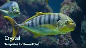  Presentation with wedding anniversary golden - Colorful PPT layouts enhanced with kingfisher - golden trevally gnathanodon speciosus also backdrop and a navy blue colored foreground