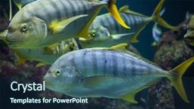  Presentation with golden standard - Presentation design consisting of kingfisher - golden trevally gnathanodon speciosus also background and a ocean colored foreground