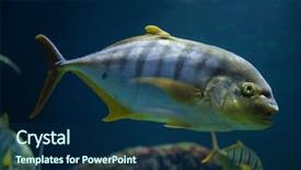  Presentation with composed a golden planet - Presentation theme consisting of kingfisher - golden trevally gnathanodon speciosus also background and a navy blue colored foreground