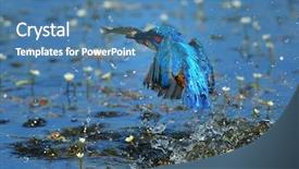  Presentation with alcedo - Slides featuring kingfisher alcedo atthis fishing background and a teal colored foreground