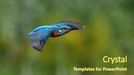  Presentation with alcedo - Audience pleasing presentation consisting of kingfisher alcedo atthis flying outdoor backdrop and a tawny brown colored foreground