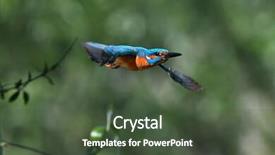  Presentation with alcedo - Audience pleasing slides consisting of kingfisher alcedo atthis flying outdoor backdrop and a tawny brown colored foreground