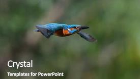  Presentation with alcedo - Colorful PPT layouts enhanced with kingfisher-alcedo-atthis-flying-outdoor backdrop and a tawny brown colored foreground