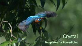 Presentation with alcedo - PPT theme with kingfisher alcedo atthis flying outdoor background and a  colored foreground