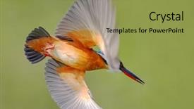  Presentation with alcedo - Colorful slides enhanced with kingfisher alcedo atthis in natural backdrop and a yellow colored foreground