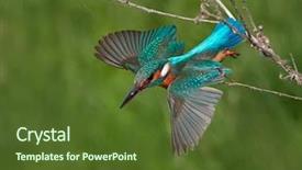 Presentation with alcedo - Audience pleasing PPT theme consisting of kingfisher alcedo atthis in natural backdrop and a tawny brown colored foreground
