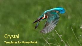  Presentation with alcedo - Audience pleasing slide deck consisting of kingfisher alcedo atthis in natural backdrop and a tawny brown colored foreground