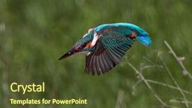  Presentation with alcedo - Theme enhanced with kingfisher alcedo atthis in natural background and a tawny brown colored foreground