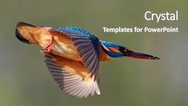  Presentation with alcedo - Audience pleasing PPT layouts consisting of kingfisher alcedo atthis in natural backdrop and a violet colored foreground