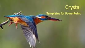  Presentation with alcedo - Amazing PPT theme having kingfisher alcedo atthis in natural backdrop and a tawny brown colored foreground