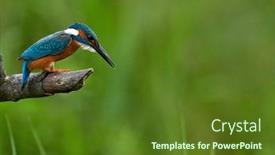  Presentation with alcedo - Beautiful presentation design featuring kingfisher-alcedo-atthis-in-natural backdrop and a tawny brown colored foreground