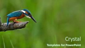  Presentation with alcedo - Cool new slides with kingfisher-alcedo-atthis-in-natural backdrop and a tawny brown colored foreground
