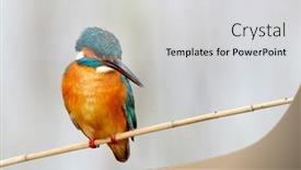  Presentation with alcedo - Colorful PPT theme enhanced with kingfisher-alcedo-atthis-in-natural backdrop and a light gray colored foreground