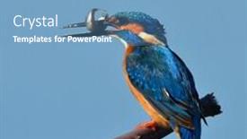  Presentation with alcedo - Amazing PPT theme having kingfisher alcedo atthis in natural habitat backdrop and a teal colored foreground