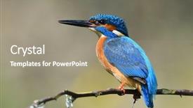  Presentation with alcedo - Audience pleasing PPT layouts consisting of kingfisher alcedo atthis in natural backdrop and a gray colored foreground