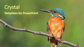  Presentation with alcedo - PPT layouts featuring kingfisher alcedo atthis in natural background and a tawny brown colored foreground