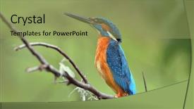  Presentation with alcedo - Slide deck enhanced with kingfisher alcedo atthis in natural background and a  colored foreground