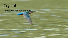  Presentation with alcedo - PPT theme enhanced with kingfisher alcedo atthis background and a seafoam green colored foreground