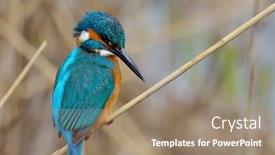  Presentation with alcedo - Colorful presentation theme enhanced with kingfisher alcedo atthis backdrop and a coral colored foreground