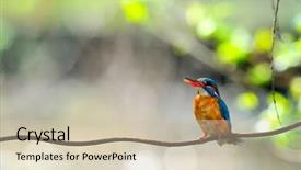  Presentation with alcedo - Presentation design having kingfisher alcedo atthis background and a soft green colored foreground