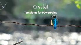  Presentation with alcedo - Audience pleasing presentation theme consisting of kingfisher alcedo atthis backdrop and a gray colored foreground